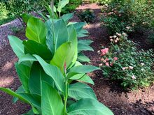 Each bulb produced three or four shoots, which probably explains why they recommend planting them 1 to 2 feet apart, says the rookie canna planter.