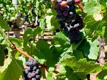 Pinot Noir  grapes which are about ready for harvest. 