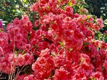 NJ Botanical Gardens