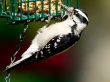 Downy woodpecker 