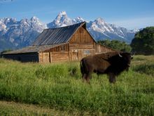 Moulton Barn where I was nearly stampeded by a herd of buffalo; this was the alpha male who was the last one through.