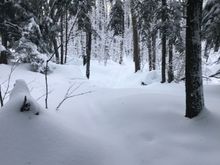 There’s a trail under here somewhere. 