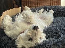 9 years old today. The middle man of the pack, always ready for a snack. Happy birthday Mr B!