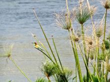 A European Bee Eater. I apologize for lack of sharpness.  Photo was taken at a very long distance needed considerable cropping until the tiny image was recognizable. The site is in northern Israel. 