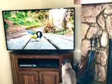 Some of these cat videos on you tube will run for 8 hrs.