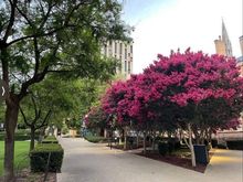 Crepe Myrtle