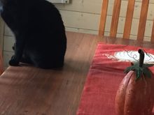 Told you you’ll be in trouble now that I can post pictures. This is my favorite Halloween decor in my house, Inky. Who else has Halloween decorations that purr??