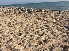 Massing for the attack 