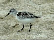 Another one DH took - I call these sandpipers but I think they may actually be a bird called a Sanderling.