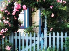 I was a bit surprised when this photo of our roses and front gate showed up in my FB feed yesterday.