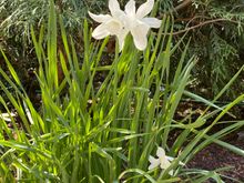 A little last daffodil. 