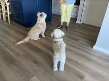 Sit! 