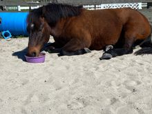 Marty having breakfast in bed!
Happy daylight savings everyone. More light to play in the garden.
Pippa is getting acupuncture and holistic medicine to address her skin issues(common in Westies). We’re trying to avoid all the meds that have long term stress on vital organs. So far she’s holding her own.
Trying really hard to stay sane with current world affairs…..