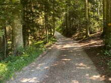 The paths through the woods