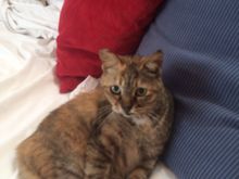 Janice our resident cat at Bon Ton Resort on Langkawki.