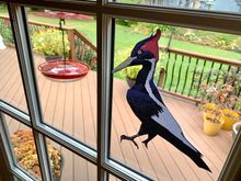 When I awoke this morning, I was pleasantly surprised to learn that the supposedly extinct Ivory Billed woodpecker paid me a special visit!