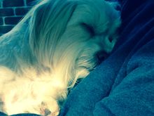 
His favorite snuggle spot on DH.  