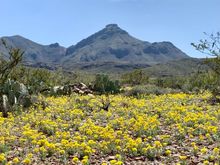 Wildflowers are also blooming.