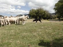 More sheep than people in NZ. We watched a demonstration of a couple of sheep dogs doing their thing. They were amazing!!