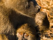 Baboons, Chobe NP