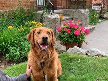 A rare smiling pic of Bad Molly while we sit on our patio this evening. 