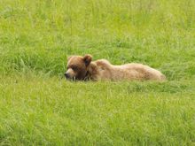 Grizzly monetarily raising its head from the nutritious sedge-grass