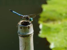 Tower Grove Park, dragon fly