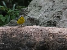 In honor of Percy, the Canada Warbler