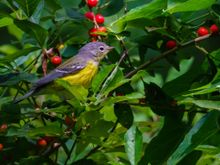 Magnolia warbler