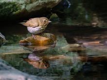 Swainson's Thrush with a nice reflection