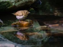 Swainson's Thrush with a nice reflection