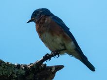 Heavily shaded bluebird. 
