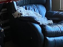 Barry listening to his human play guitar 