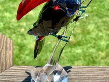 Never seen a bird sparkle so much!