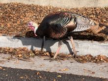 Bird photo!!! Wild turkeys are apparently mainstays on the University of California-Berkeley campus where Neda went. Nice place for us to get in our 10,000 steps on Saturday before rehearsal dinner.