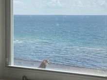 Girl Pigeon at my window this morning. I fed her once already. She’s greedy. Yesterday afternoon she and the Interloper were pecking like crazy at the window until I fed them.