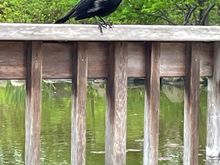 This is my nemesis.  Not a great picture, as close as I wanted to get.  I’m pretty sure he’s plotting my demise. 