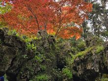 it is also an arboretum