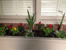 Long box...still needs ivy.  Tall plants in back purple freesia.