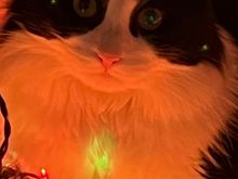 Hope your holidays were purrrfect 