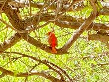 Sorry for the fuzzy pic. Does anyone know what this is. The red birds we commonly see are vermillion flycatchers and cardinals but this is neither. Is it a scarlett taninger?