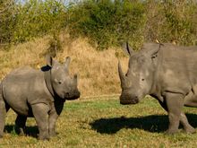 Black Rhinos