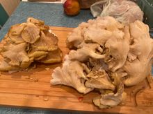 A pound of golden oyster mushrooms waiting to be chowder