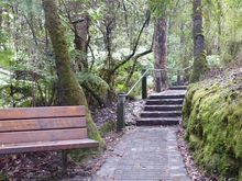 Rainforest walk