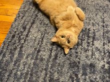 Opie wishes everyone a happy National Cat Day (but here thinks it was yesterday, although every day is National Cat Day for him). 