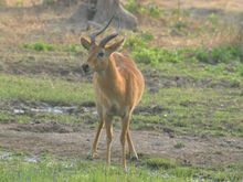 The Red Lechwe 
