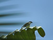 Brown-Crowned Tchagra