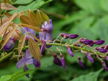 This was the last of the 2019 wisteria last fall in Conques, France.