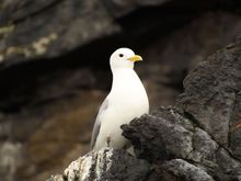 I think this is the fulmar or the "puking bird".