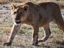 Trying to decide whether to face-off with a Cape Buffalo